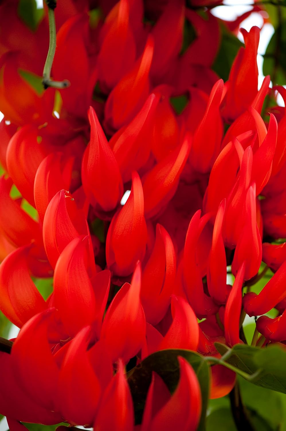 Flower Seeds, Seeds for Planting, Plant Seeds