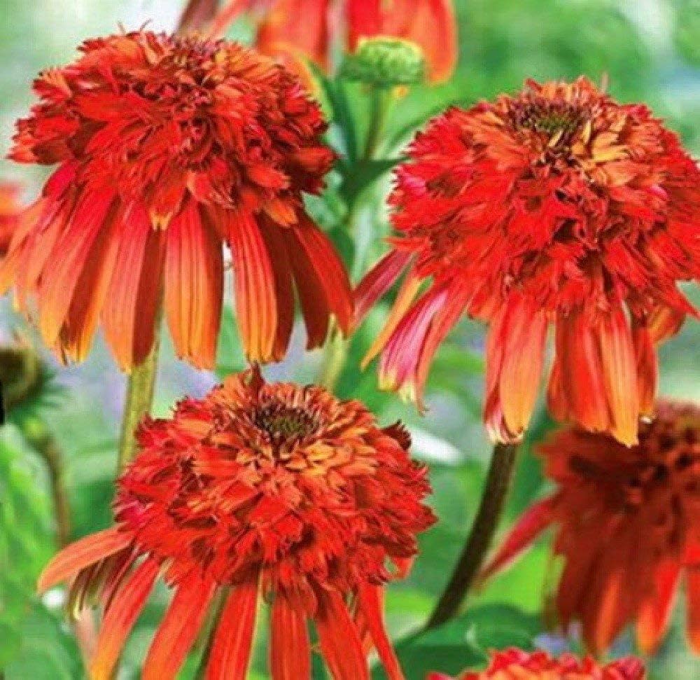 red echinacea flower seeds