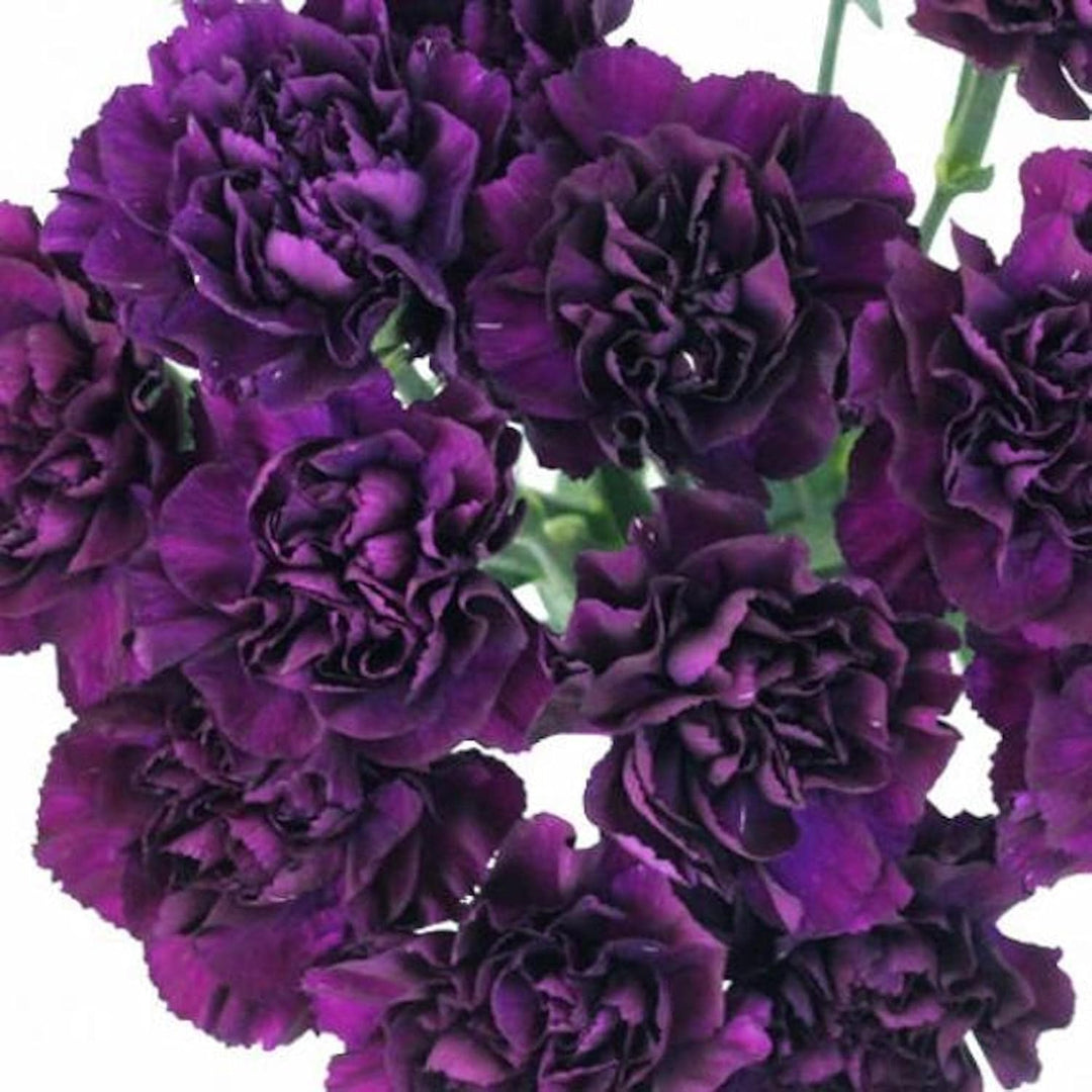 purple deep flower seeds