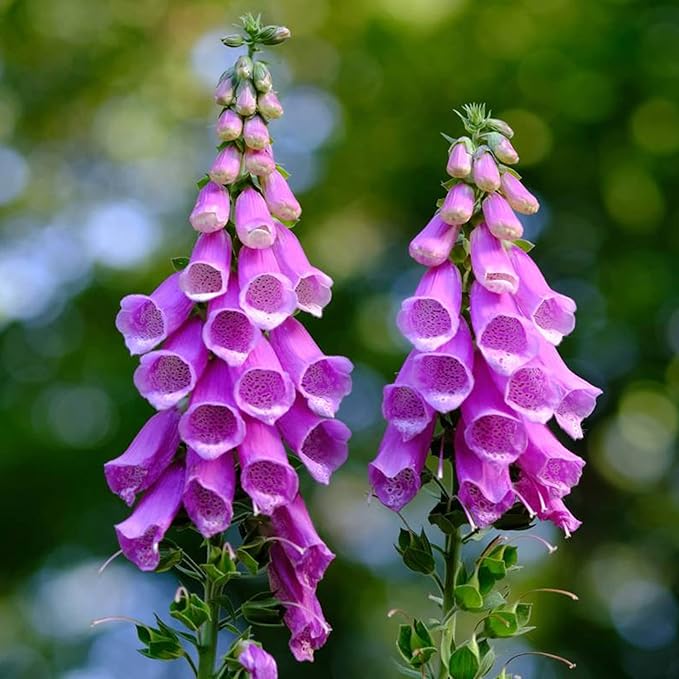 Organic Heirloom Non-GMO Pink Lady's Glove Seeds for Planting – Unique Garden Blooms