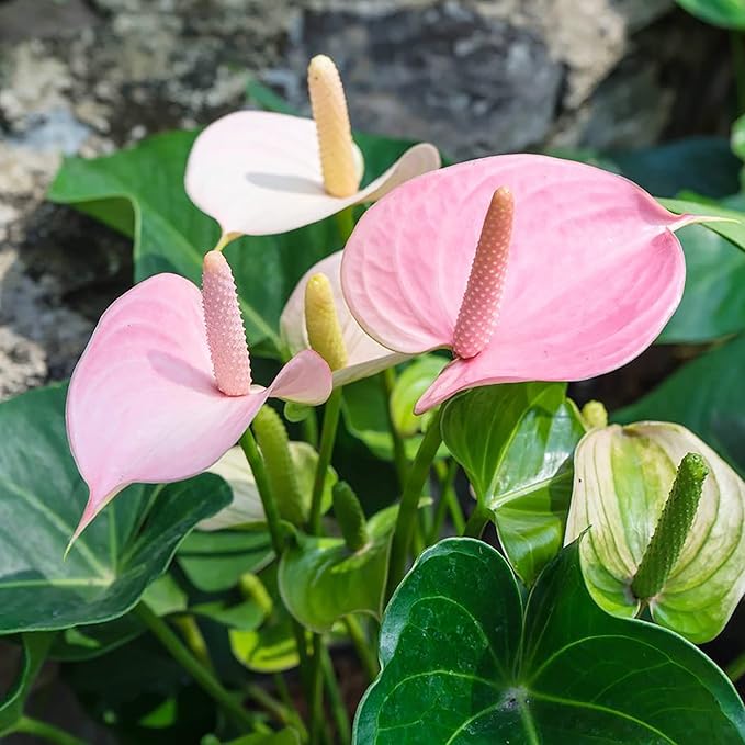 anthurium rose pale Heirloom Red Pink White Anthurium Flower Seeds