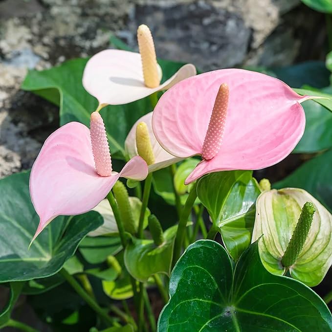 Røde, lyserøde, hvide Anthurium flerårige blomsterfrø til plantning 100 stk