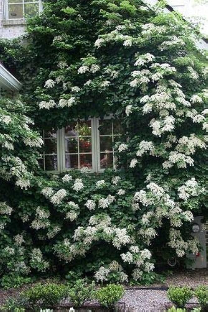 hydrangea hydrangea flower seeds