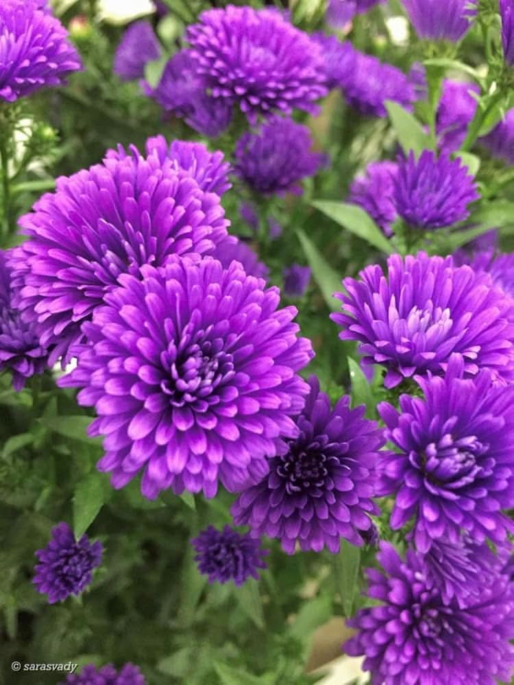 violet aster flower seeds