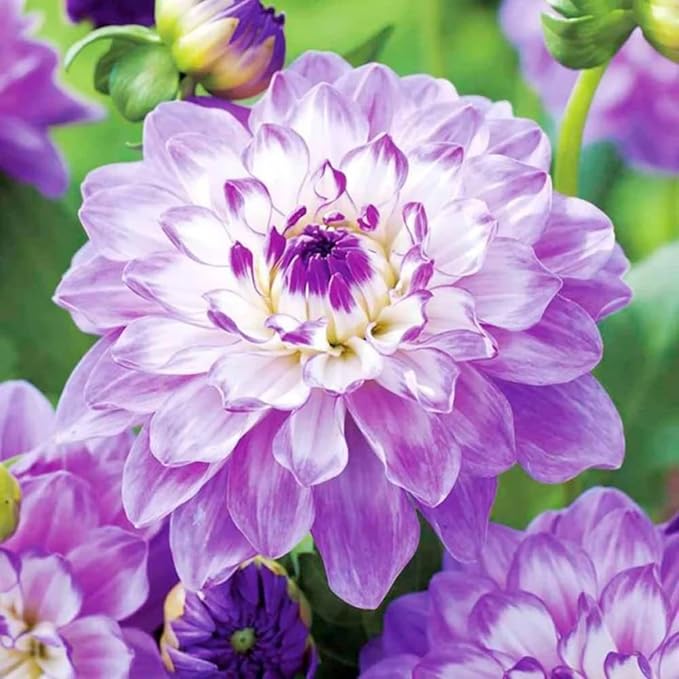 dahlia dahlia flower seeds