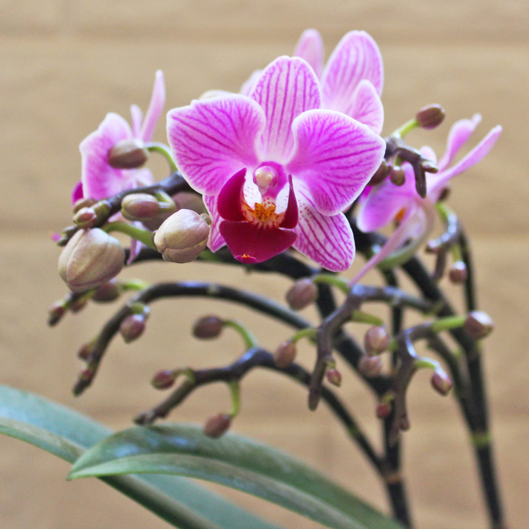 phalaenopsis orchid flower seeds