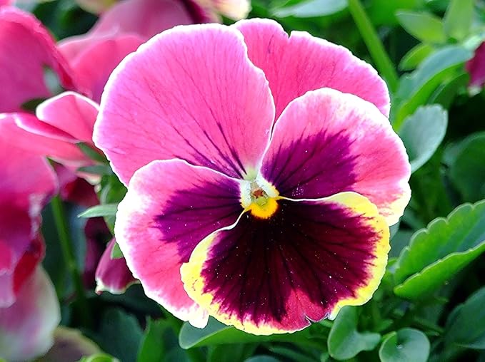 Heirloom Pansy Flower Seeds for Planting, Non-GMO