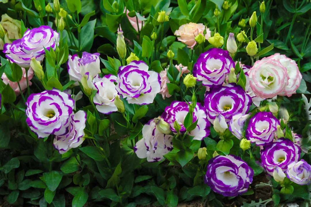 eustoma lisianthus flower seeds