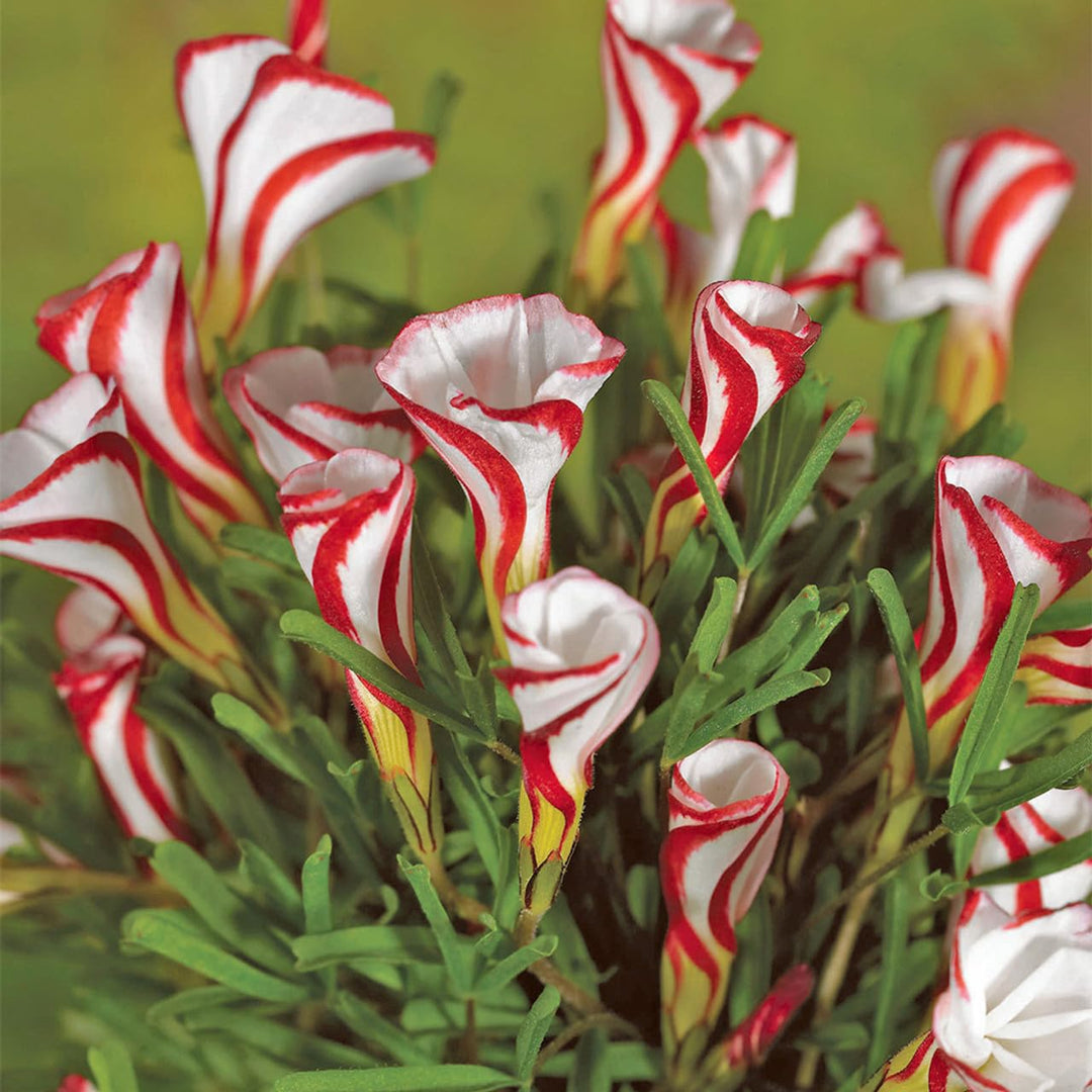 Oxalis White Red Flower Seeds for Planting 100 pcs