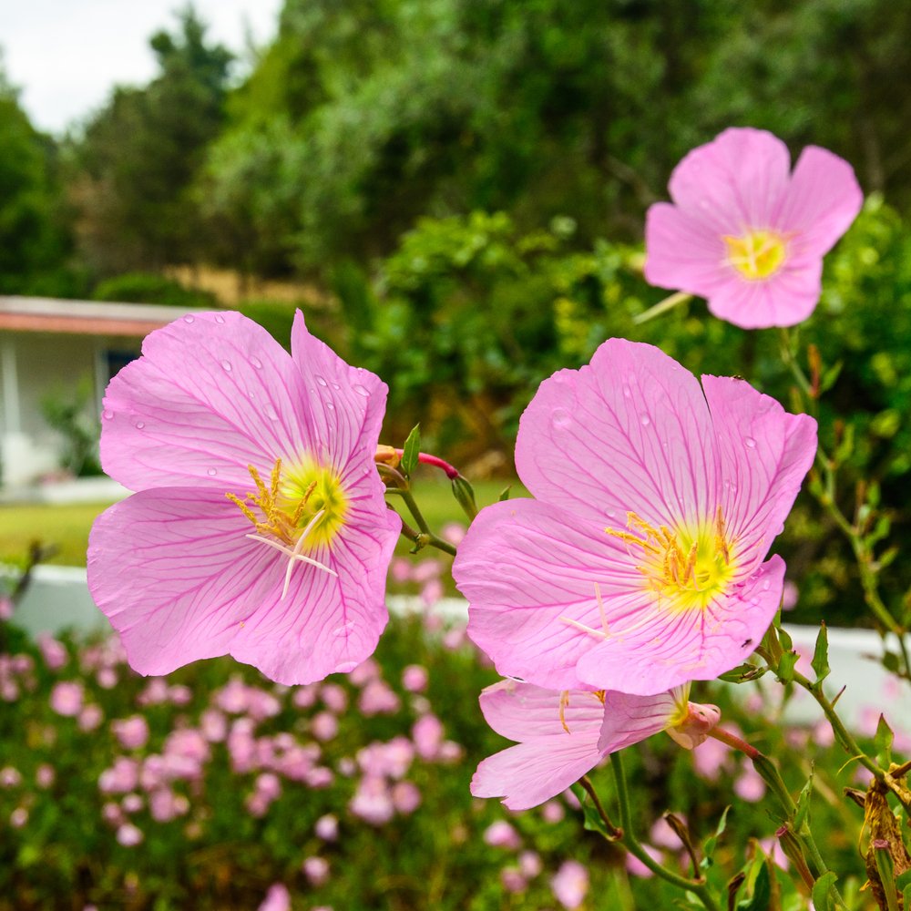 heirloom oenothera flower seeds