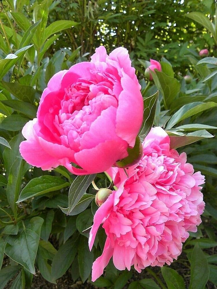 Lactiflora Flower Seeds for Planting - 100 pcs