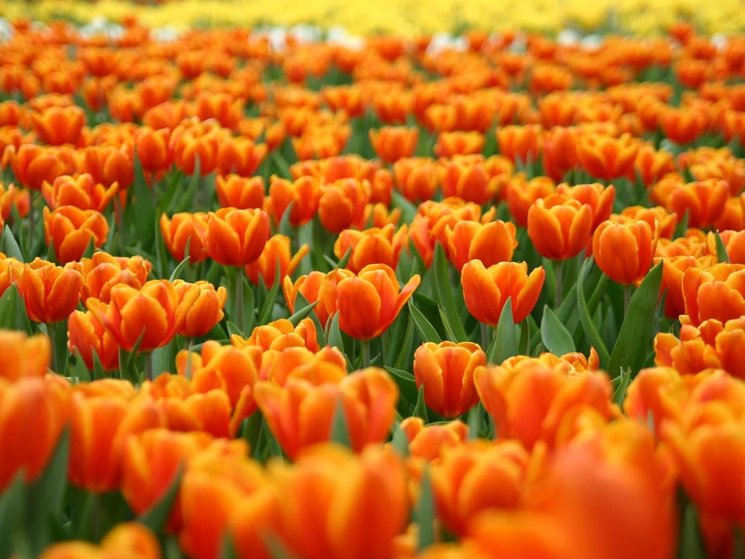 tulip flower seeds online Orange Tulip Non-GMO Heirloom Seeds – Neeraseeds