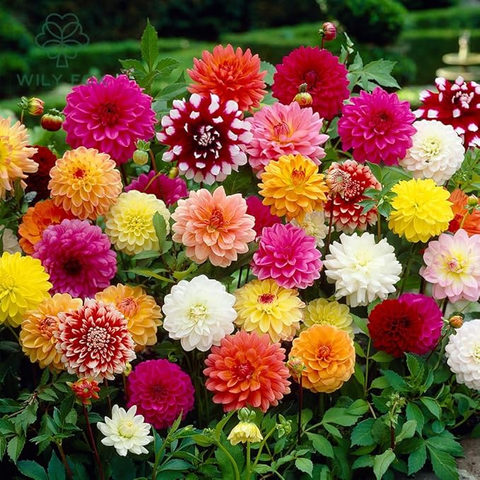 double dahlia flower seeds