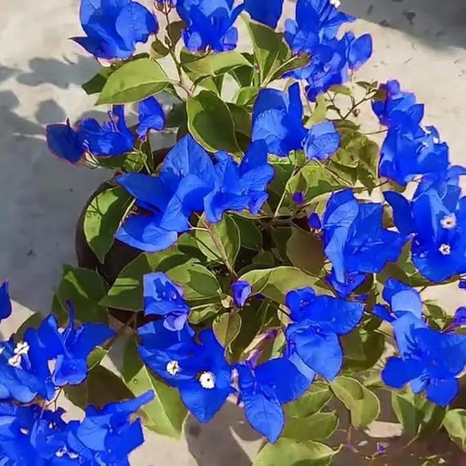 blue organic flower seeds