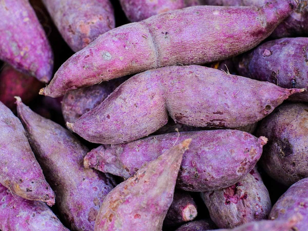 sweet potato plant seeds Molokai Purple Sweet Potato Seeds for Planting