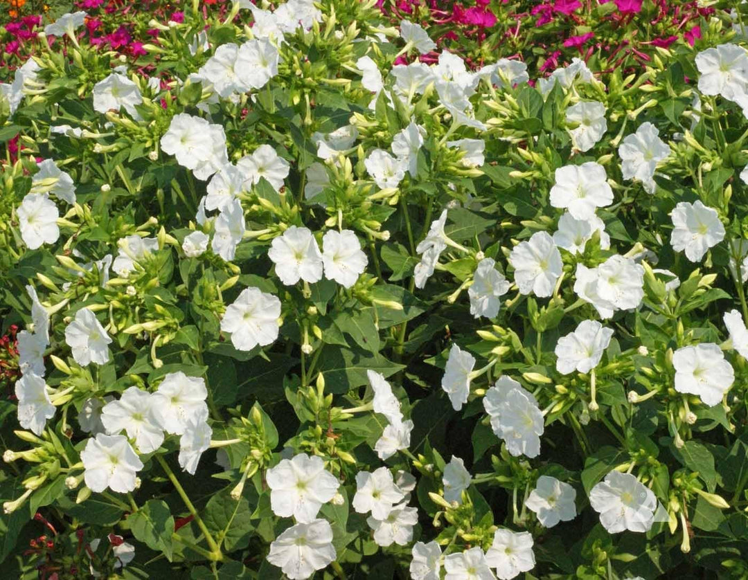 Flower Seeds, Seeds for Planting, Plant Seeds