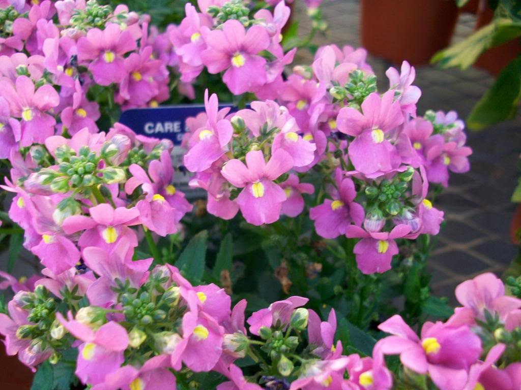 Organic Heirloom Nemesia Flower Seeds for Planting – Pink Poetry Blooms, Non-GMO High Germination Organic Garden Seeds