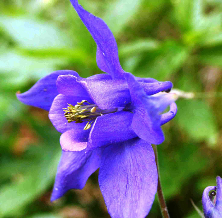 Aquilegia blomsterfrø til udplantning - Lilla 100 stk