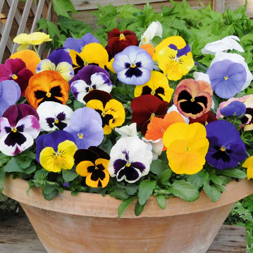mix pansy flower seeds