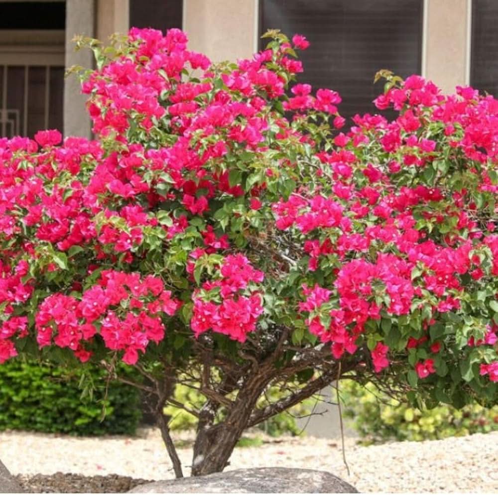 bougainvillea bougainvillea flower seeds