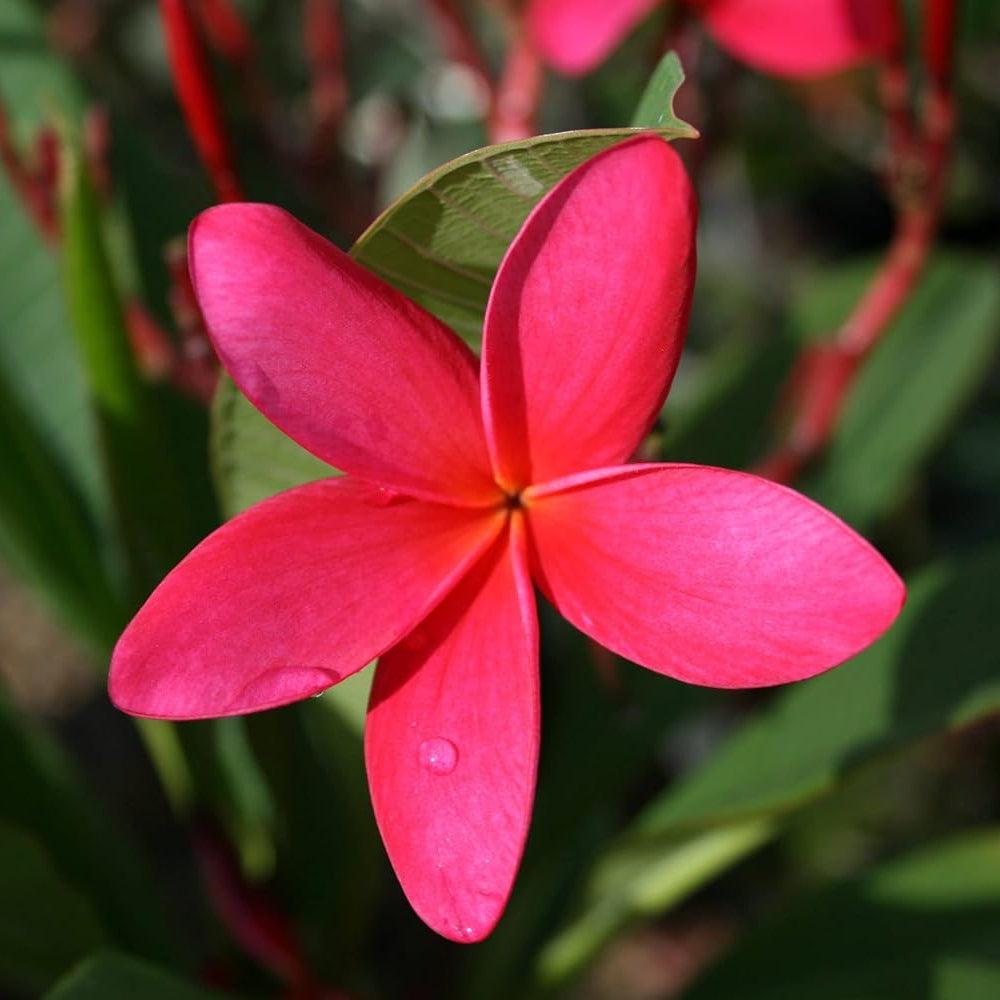 pink heirloom flower seeds