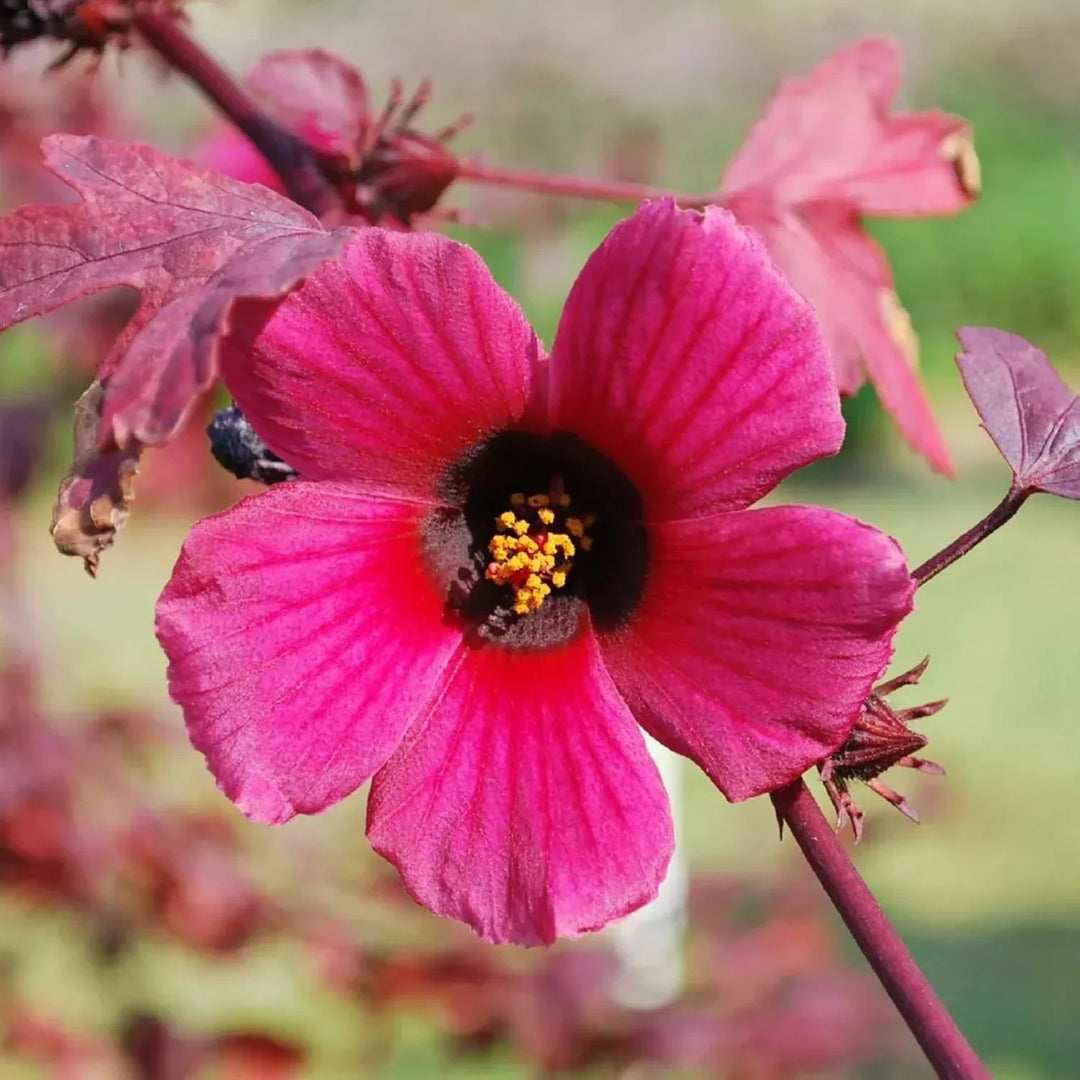 heirloom non flower seeds