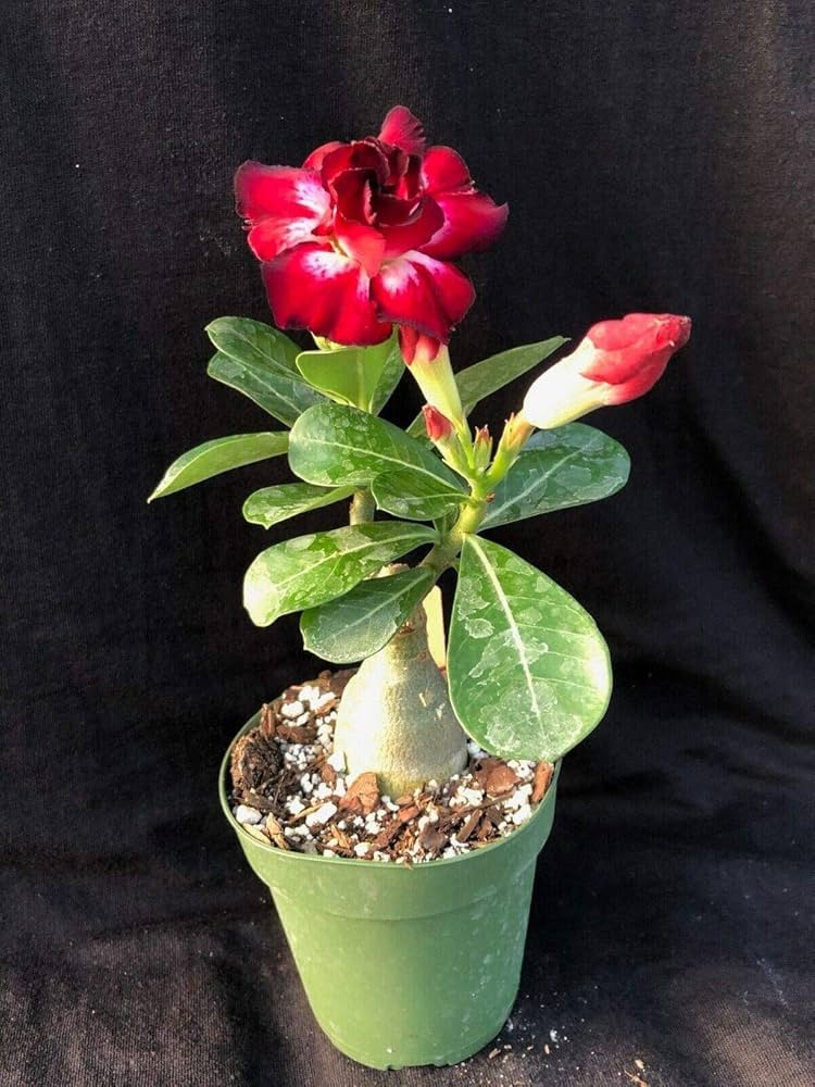 desert rose flower seeds