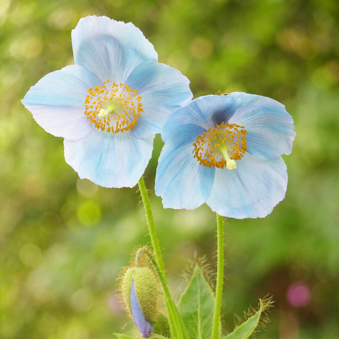 meconopsis for flower seeds