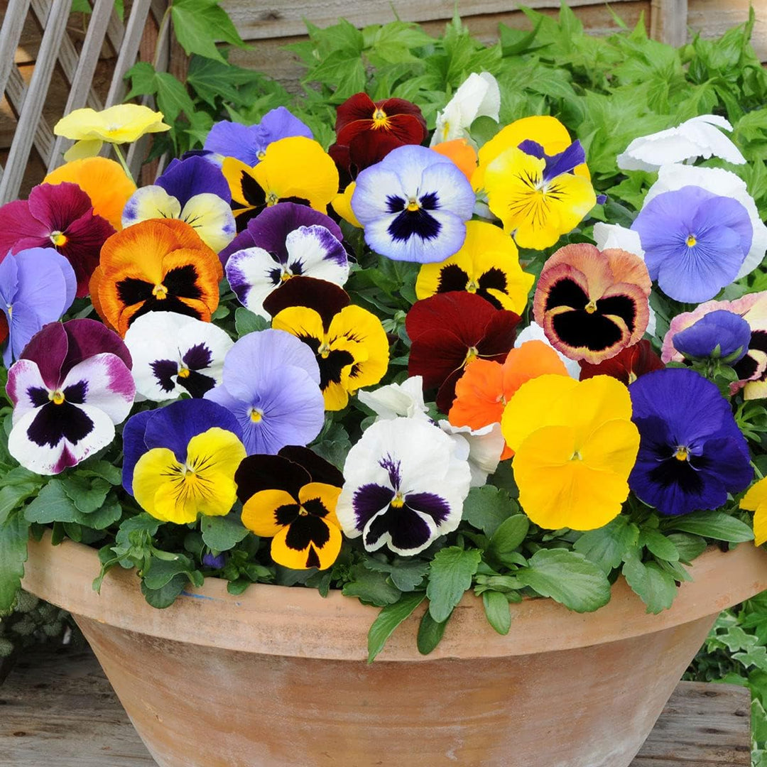 heirloom pansy flower seeds