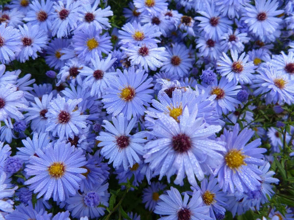 Sky Blue Aster Seeds for Planting