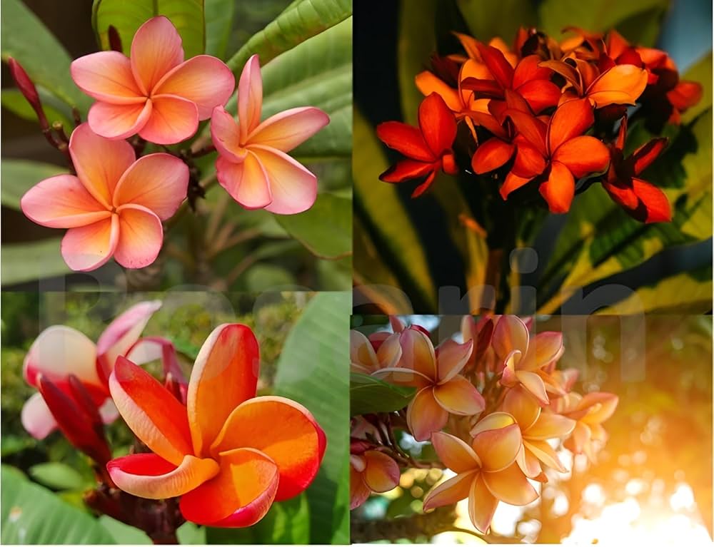 orange frangipani flower seeds