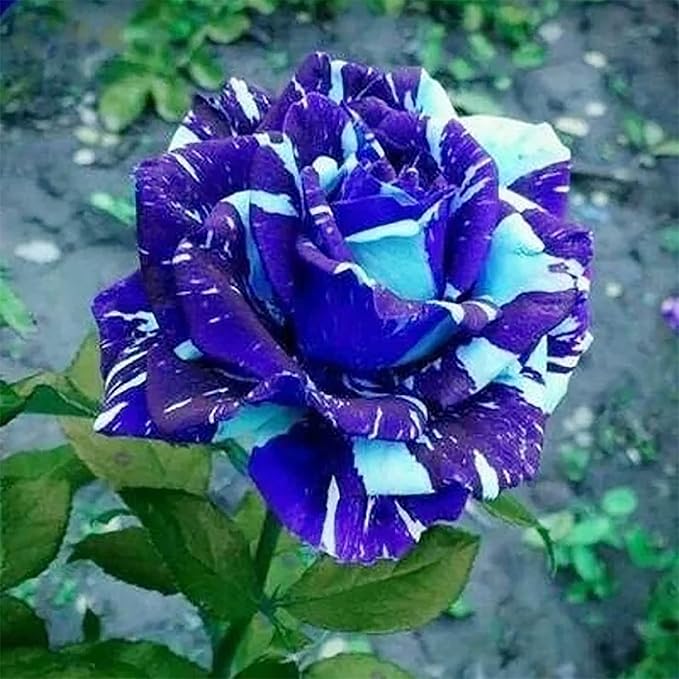 blue rose flower seeds