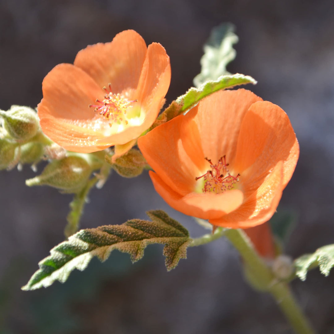 desert globemallow flower seeds