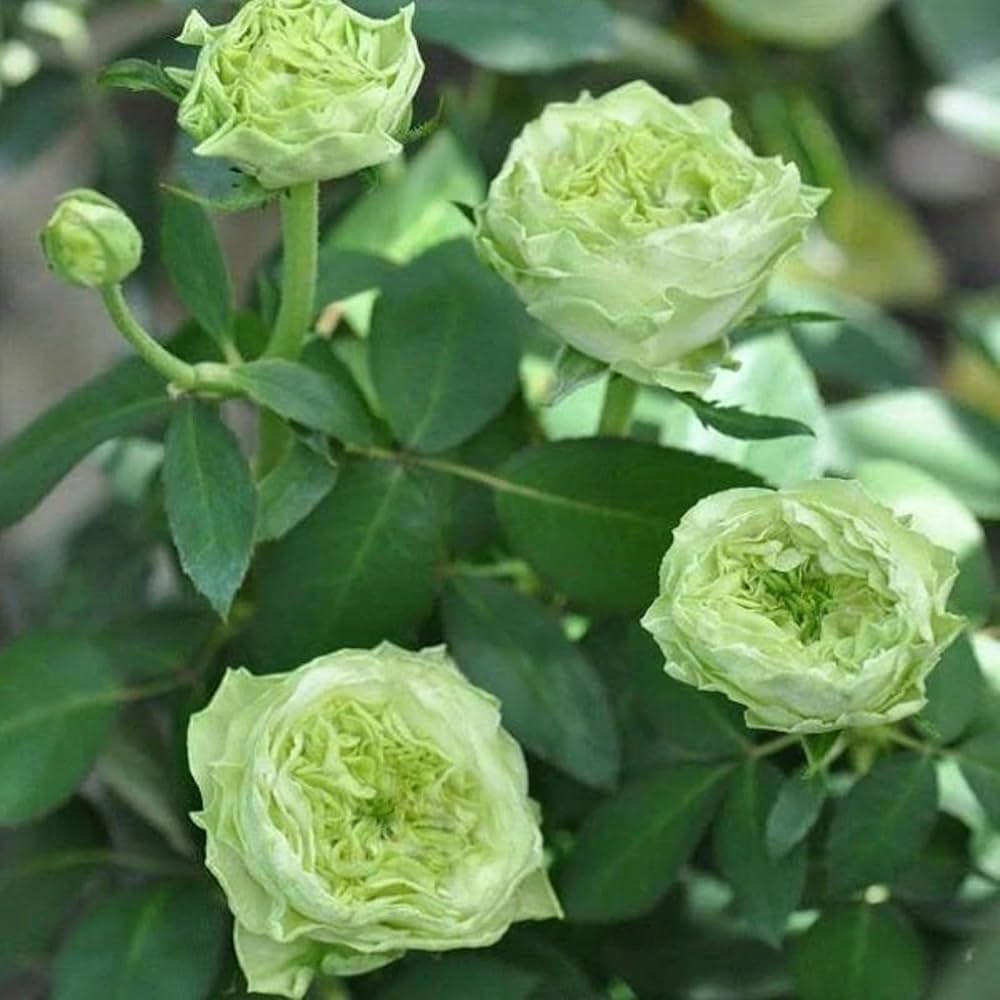 green rare flower seeds