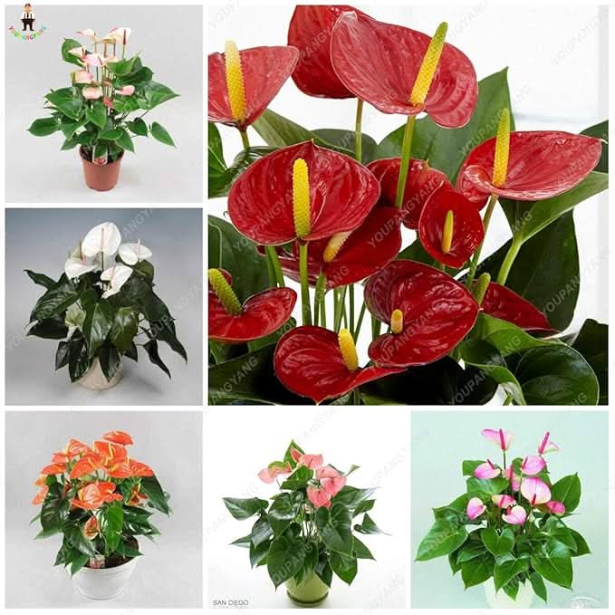 anthurium andraeanum flower seeds