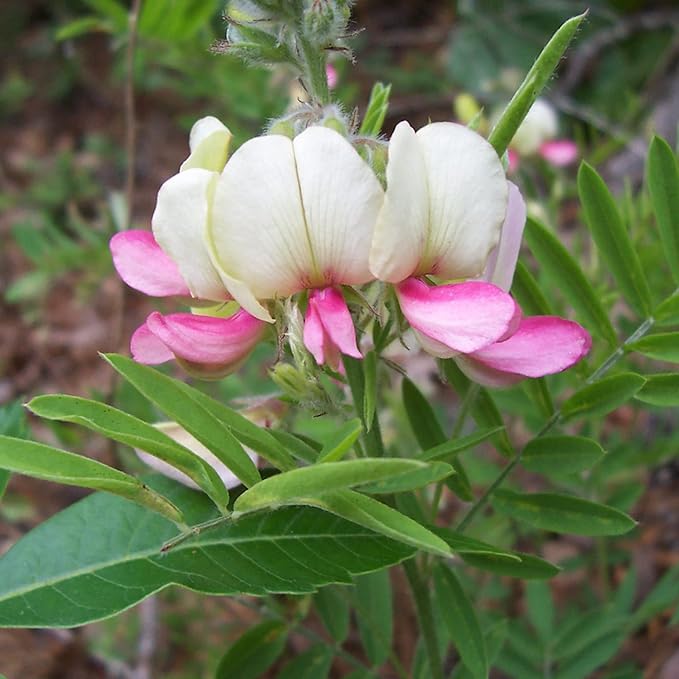Goat's Rue Flower Seeds for Planting – Heirloom Non-GMO Seeds, Fragrant Pollinator-Friendly Blooms, High Germination