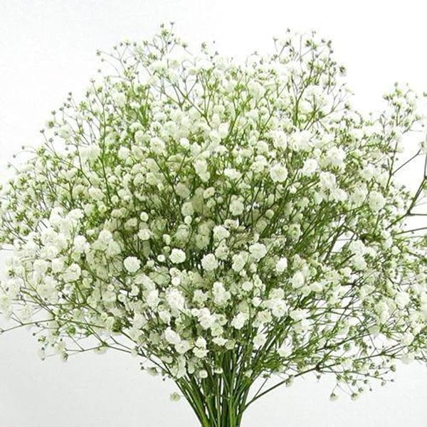 Fersken Gypsophila blomsterfrø til plantning – 100 stk