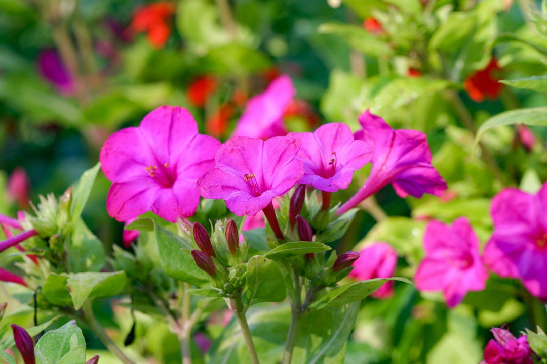 Heirloom Non-GMO Mirabilis Flower Seeds for Planting – Four O’Clock Fragrant Garden Blooms