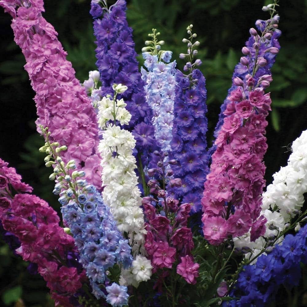 delphinium pacific flower seeds
