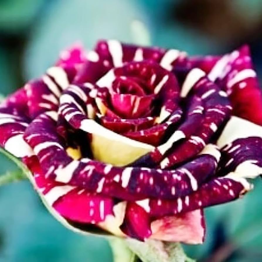 rose rosa flower seeds