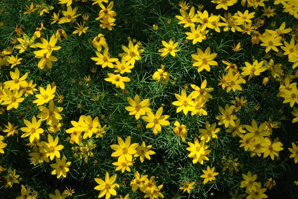 Bidens Flower Seeds for Planting, Fresh, 100 pcs