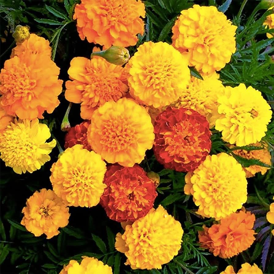 petite mix flower seeds