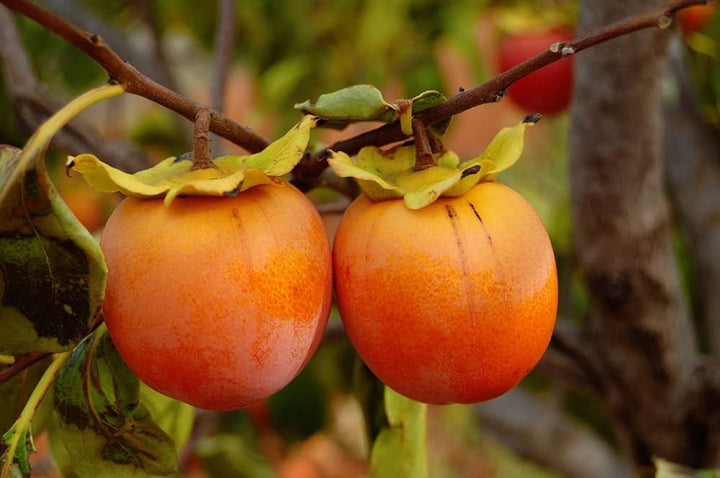 Orange Persimmon Frugtfrø – Ideel til dyrkning af træer 100 stk