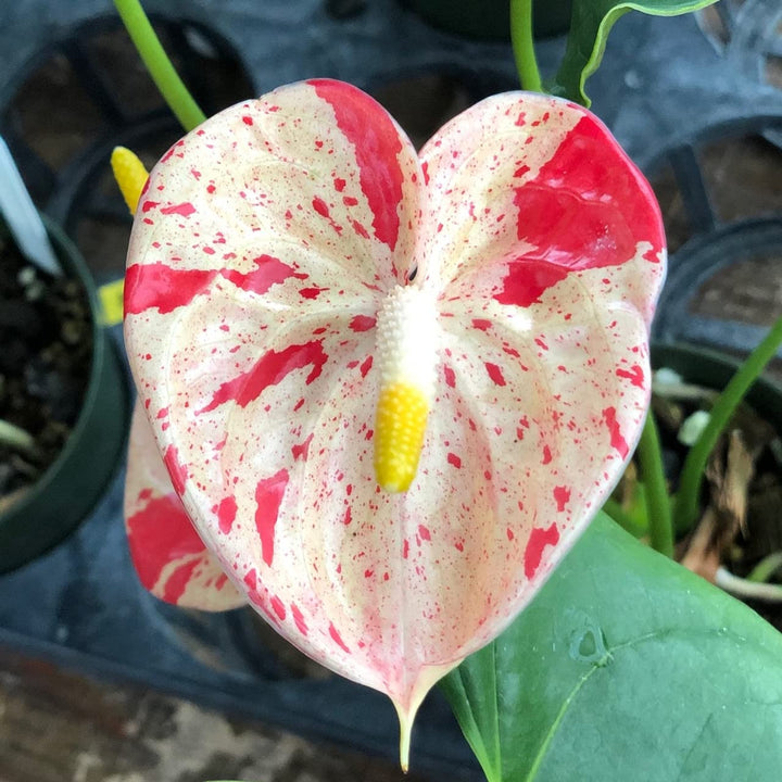 Cream Red Anthurium Flower Seeds for Planting – Heirloom, Non-GMO, High Germination Organic Garden Seeds