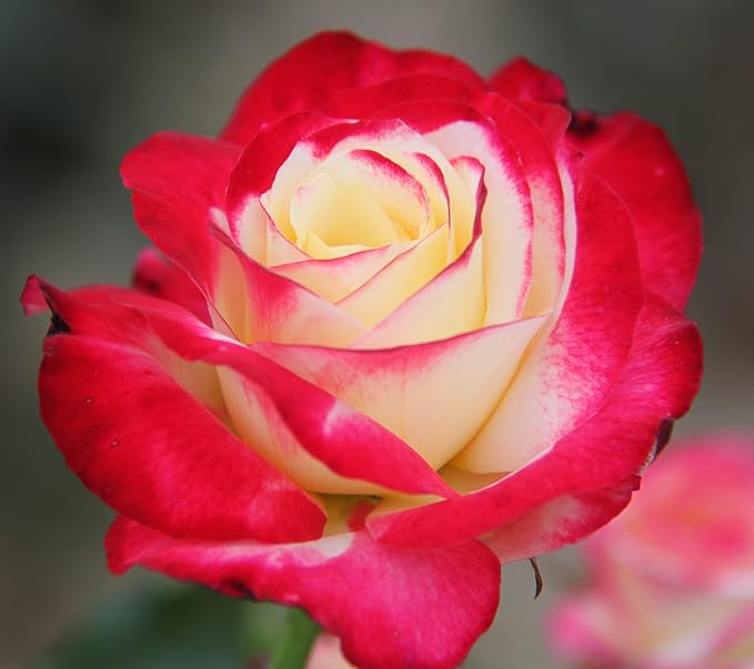 Double Delight Hybrid Tea Rose Flower Seeds for Planting 100 pcs