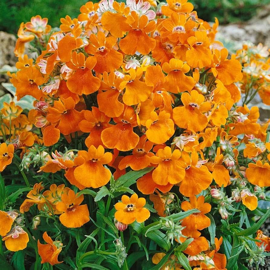 orange nemesia flower seeds