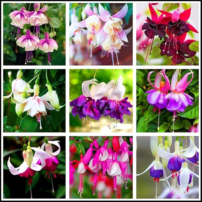 fuchsia fuchsia flower seeds