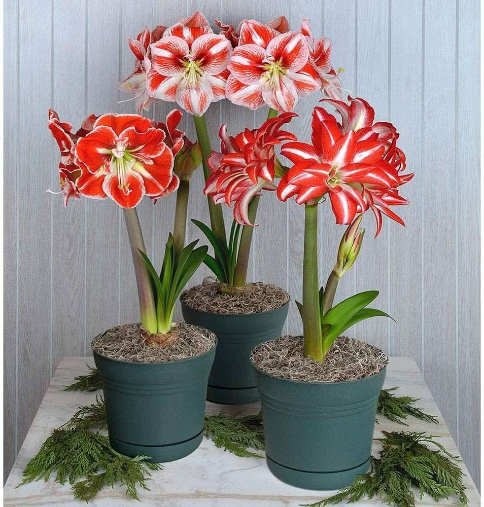 amaryllis hippeastrum flower seeds