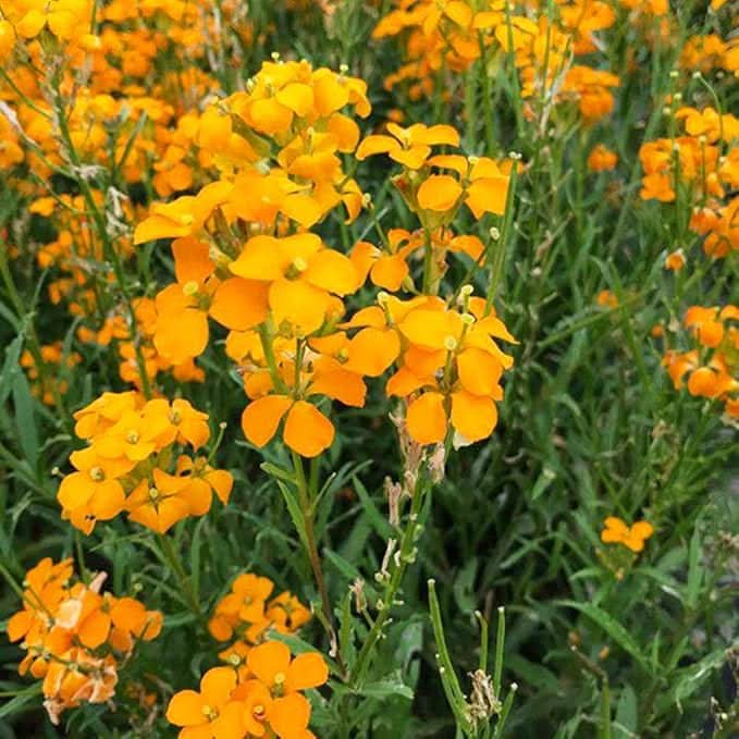 heirloom non flower seeds