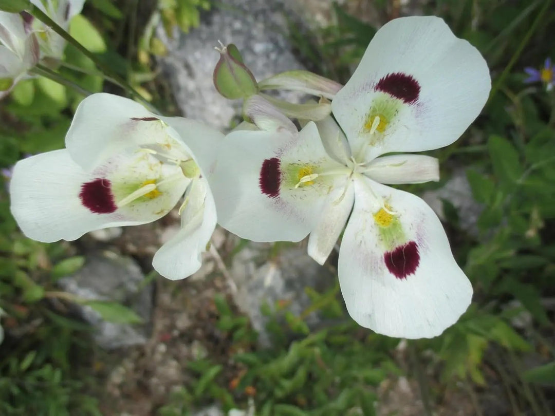 calochortus flower flower seeds